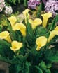 Calla  SOLIATARE